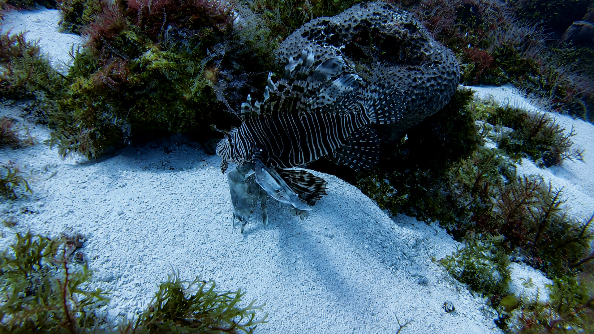 Cantarell Reef marine life and underwater scenery