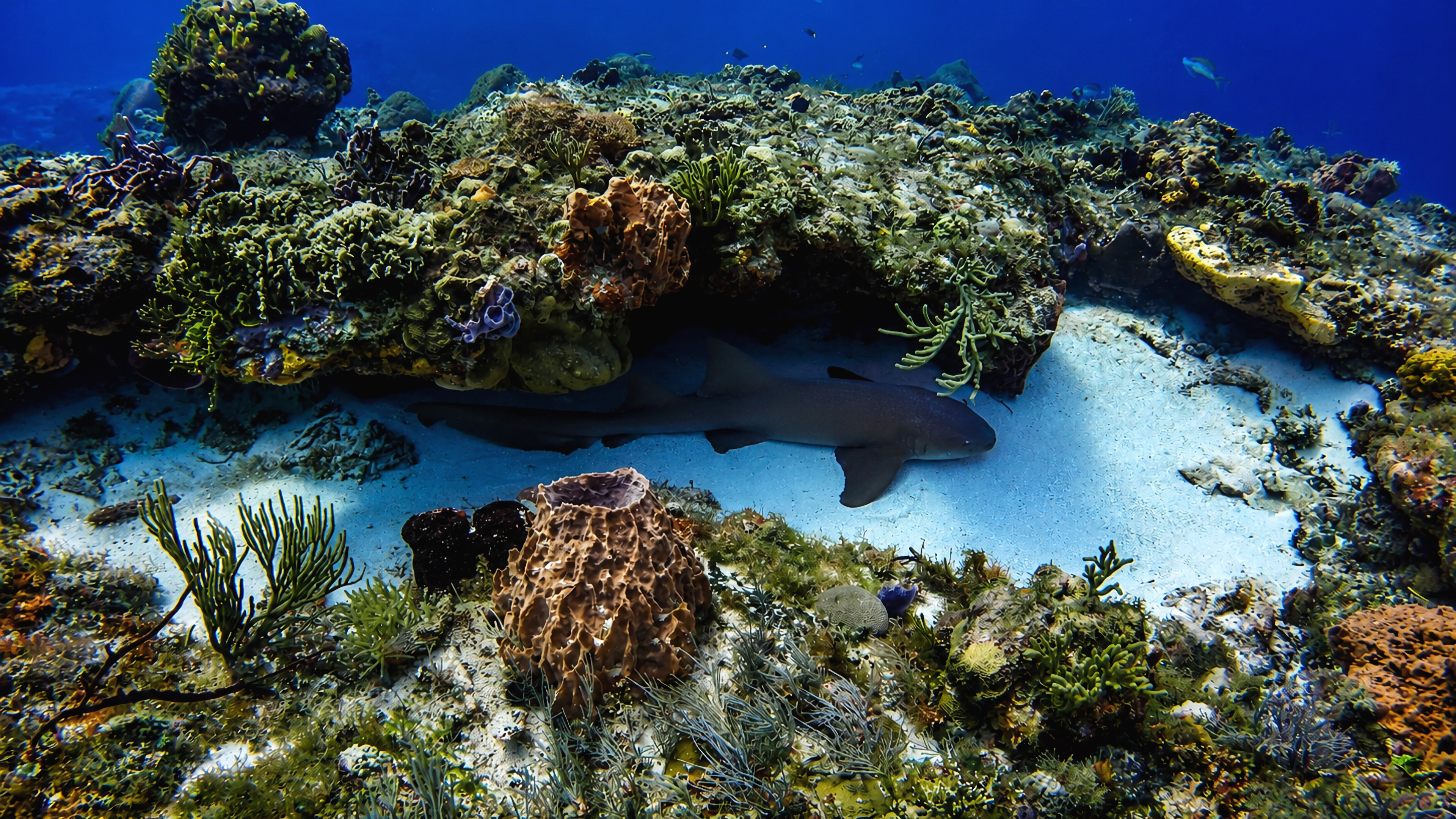 Nurse shark resting beneath a coral ledge at Paso del Cedral