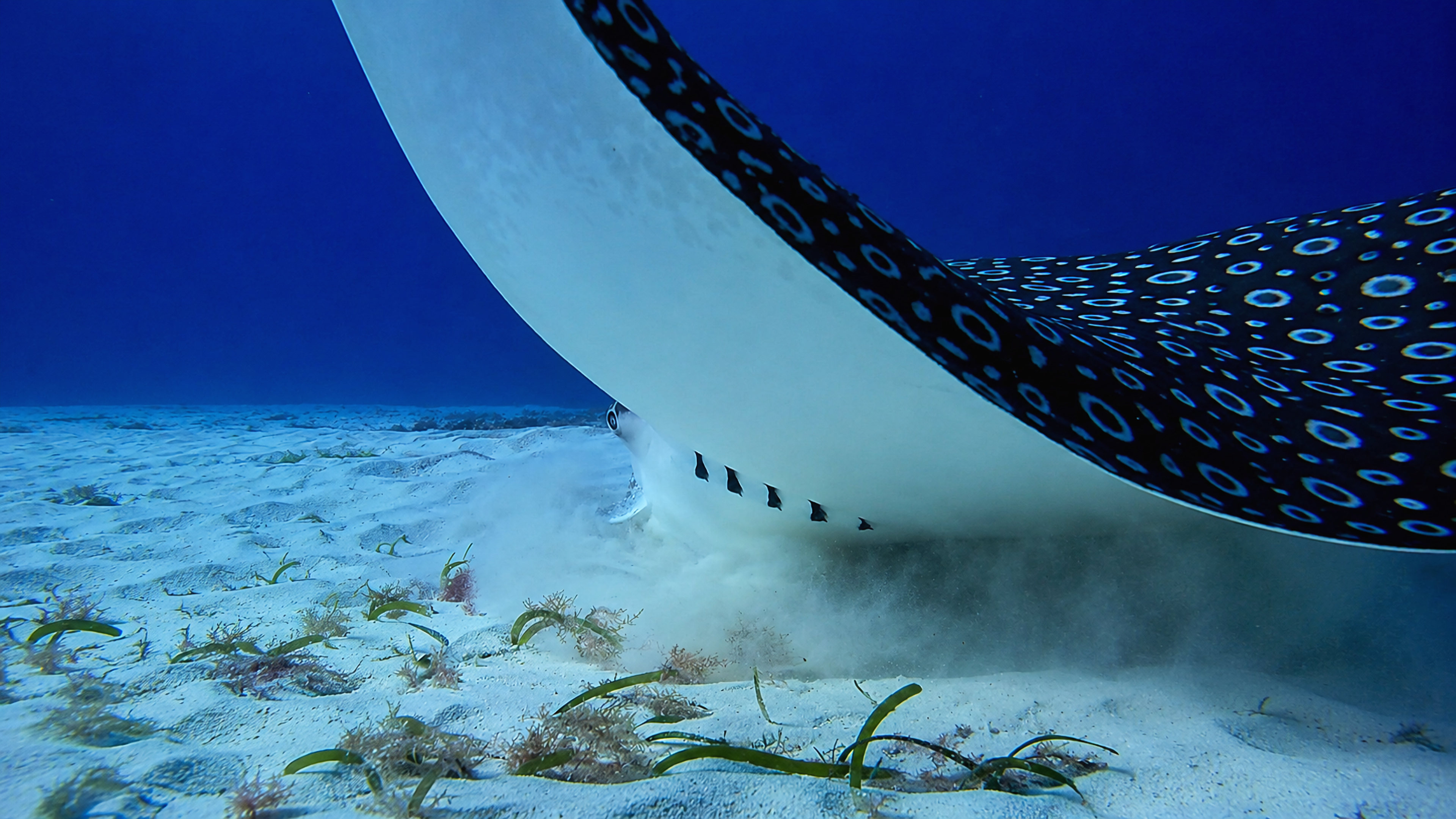 Close underside view of a spotted eagle ray over the sandy bottom