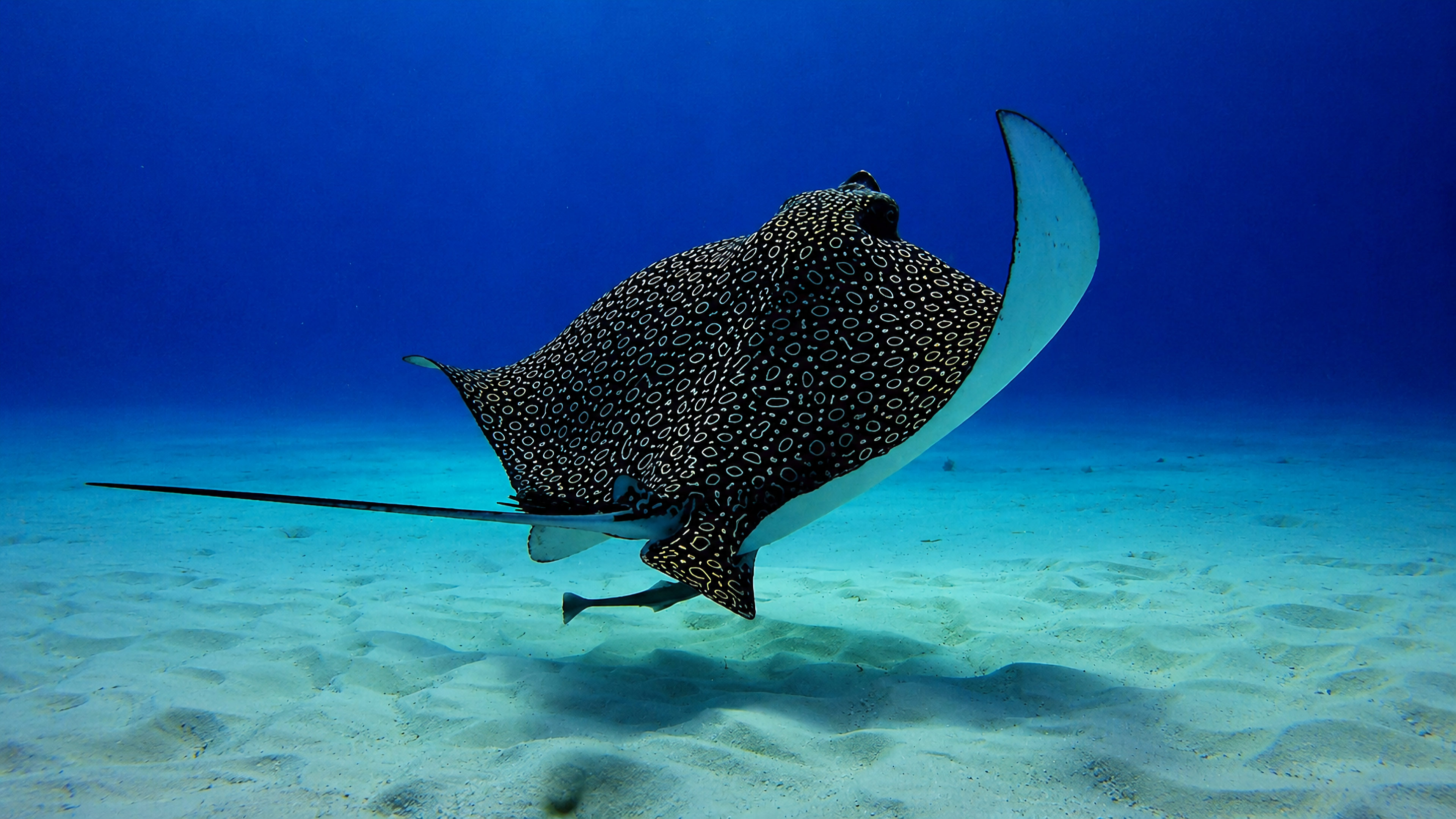 Spotted eagle ray gliding just above the sandy bottom