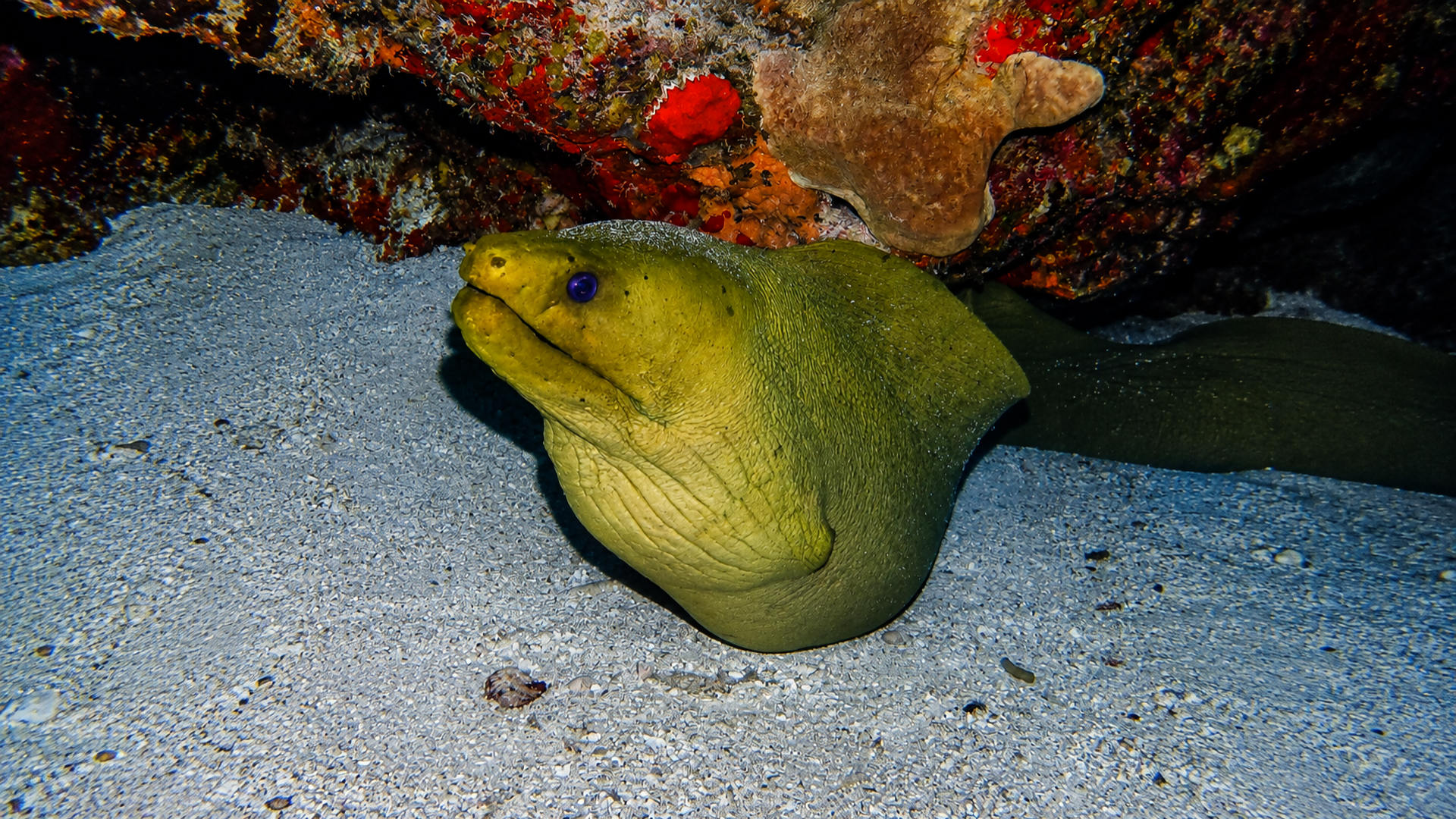A Green Moray resting near the reef with its head visible