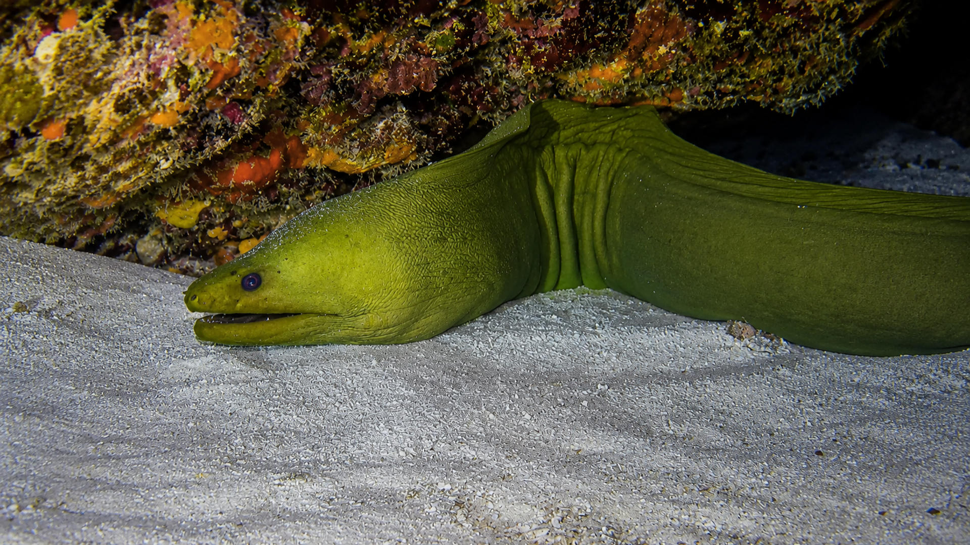 A Gold-spotted Moray close to coral and sand