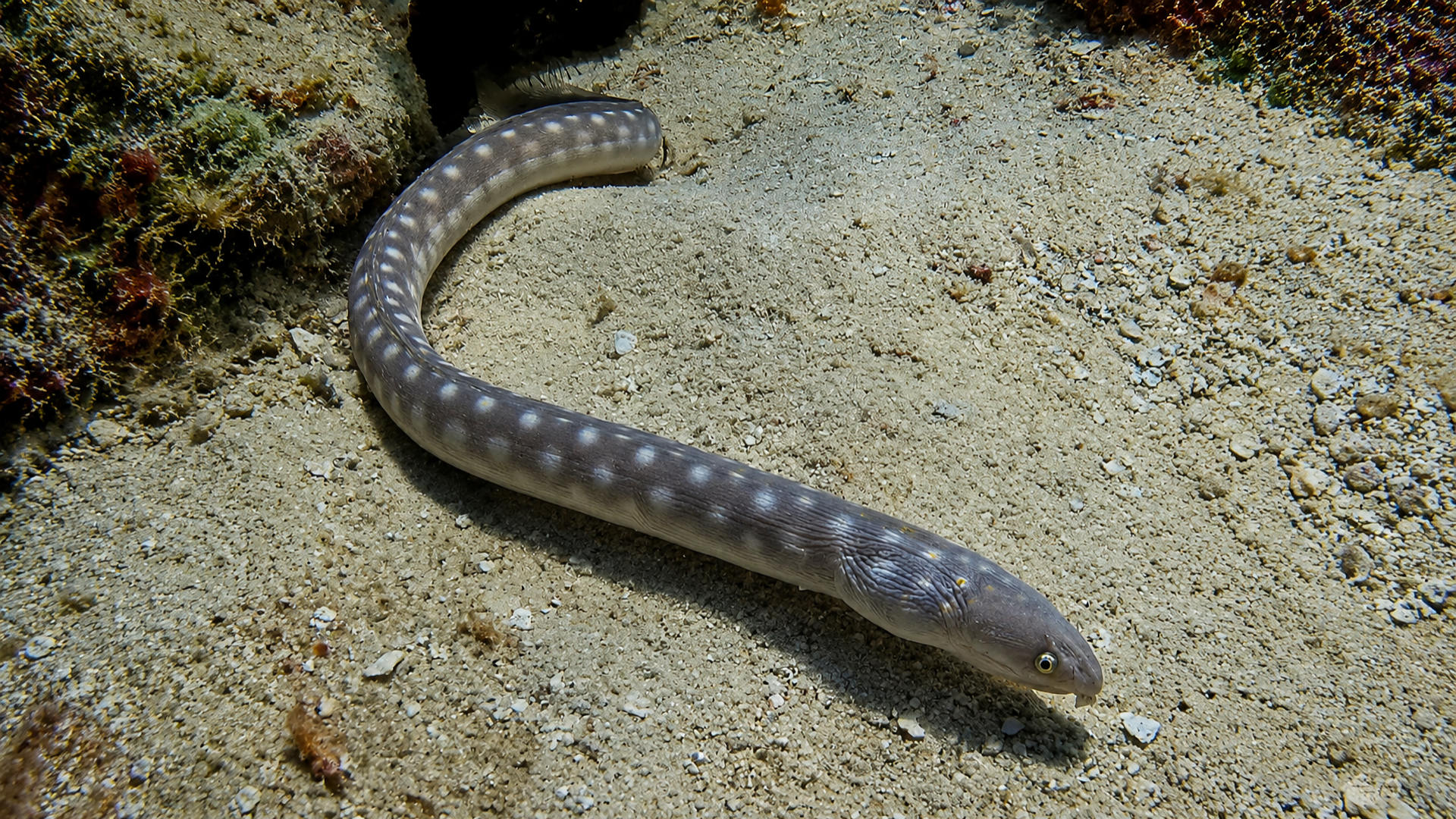A Sharp-tail Eel moving over a sandy reef bottom