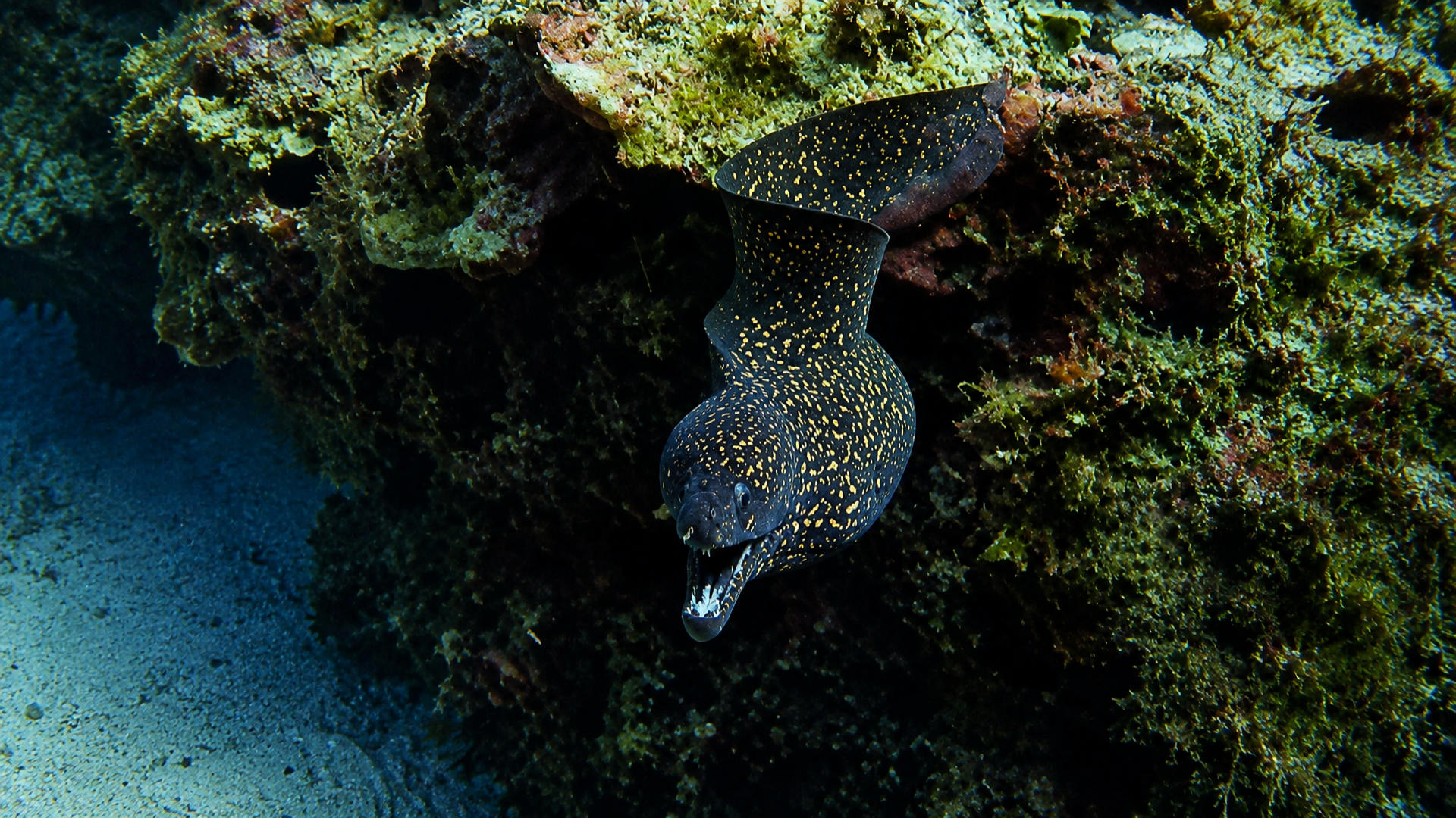 A Gold-speckled Moray moving along the reef
