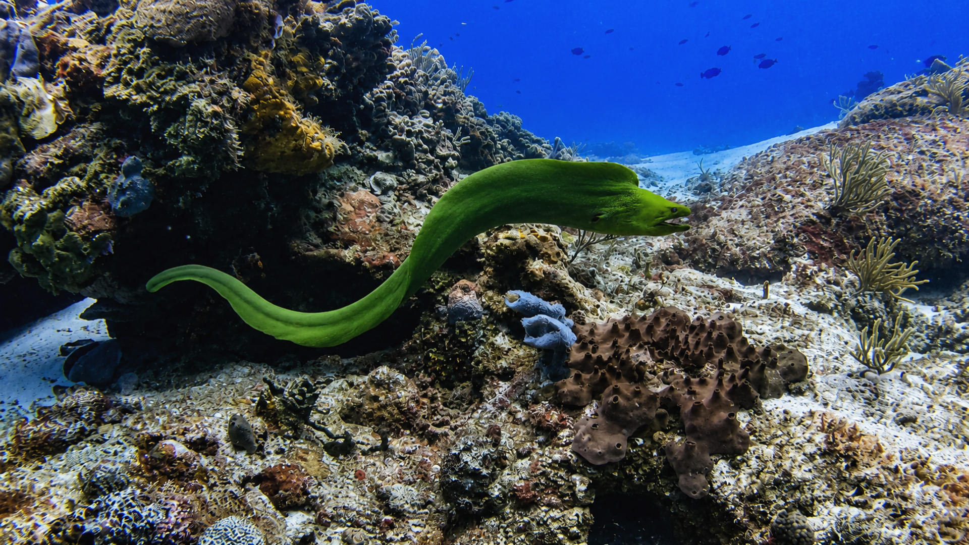 A Green Moray swimming across a sandy reef channel