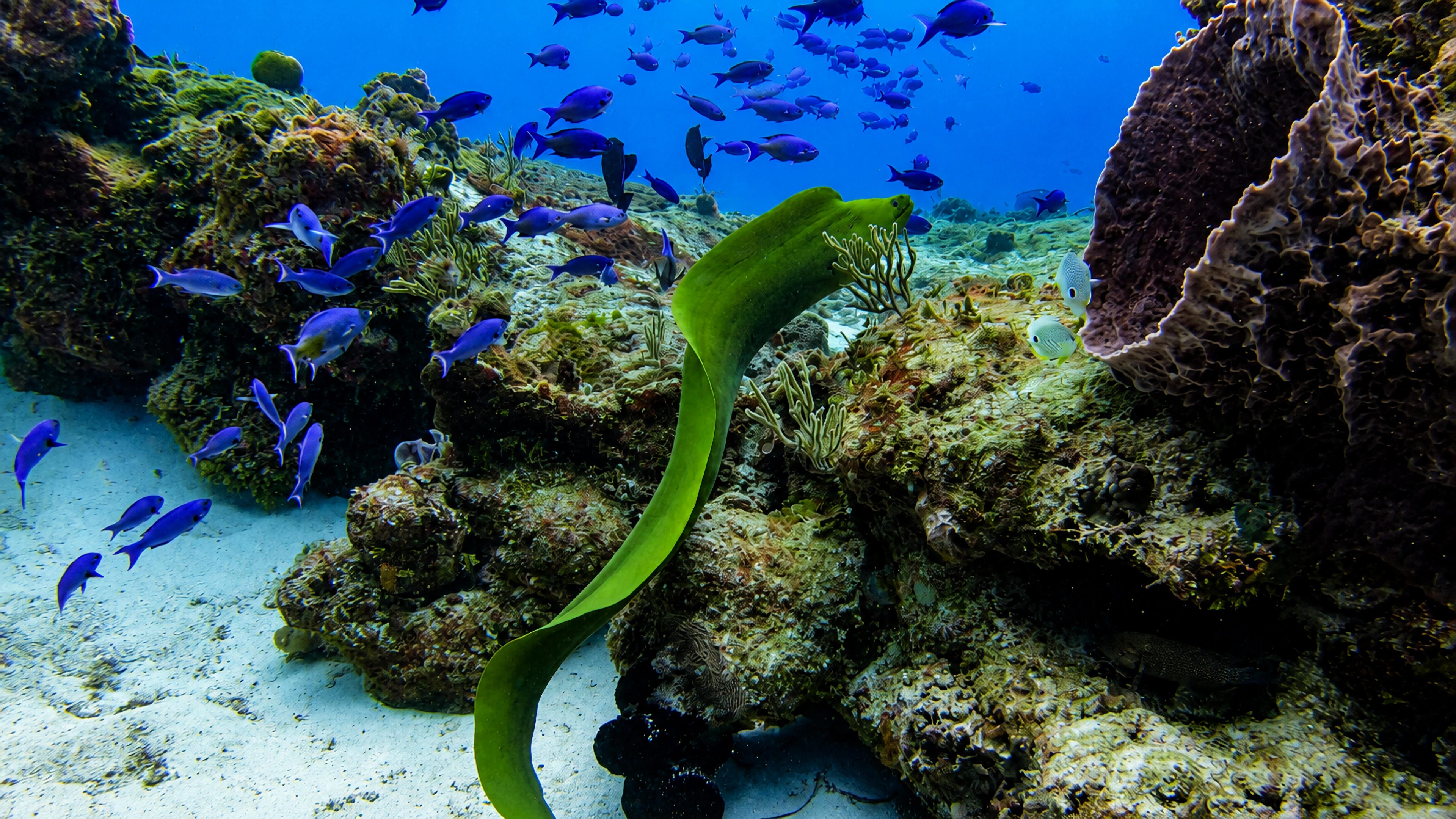 A Green Moray swimming through a reef with blue fish nearby