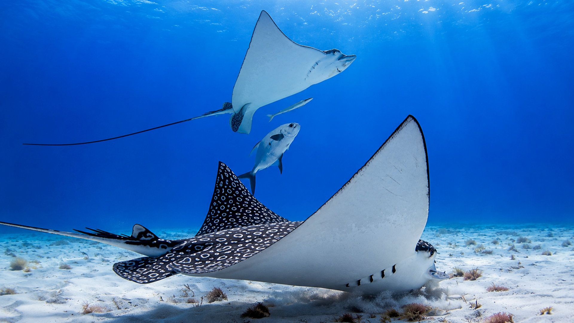 Eagle ray feeding above the sandy bottom