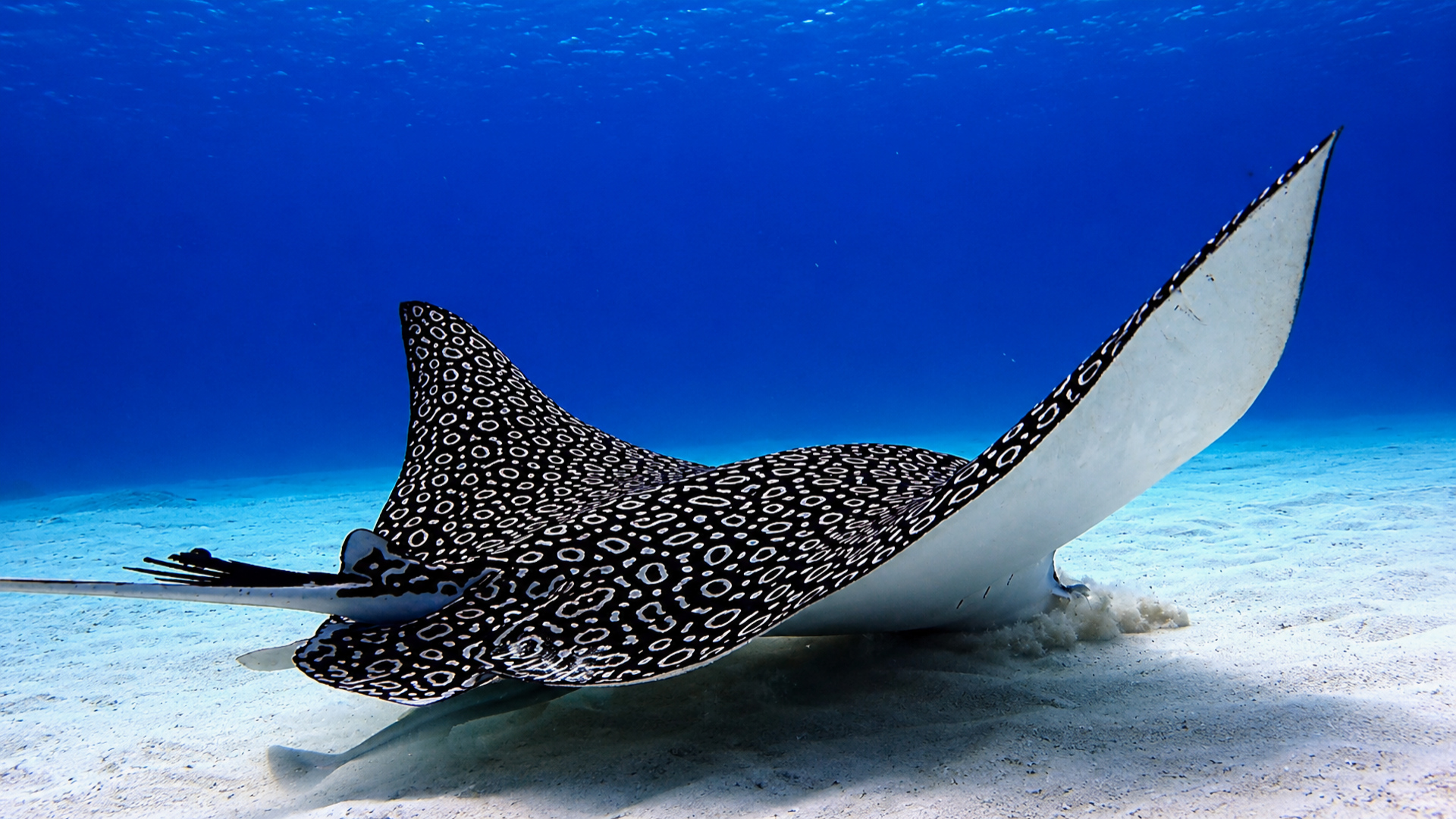 Eagle rays feeding together above the sand