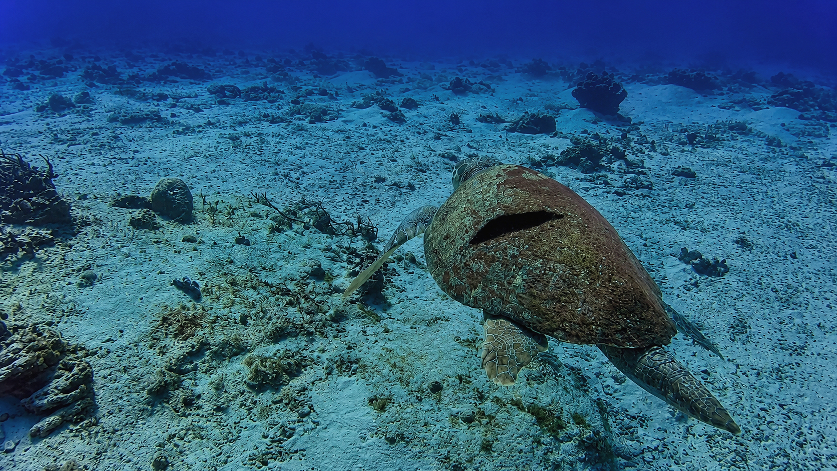 Sea turtle with shell injury swimming over a sandy Cozumel reef