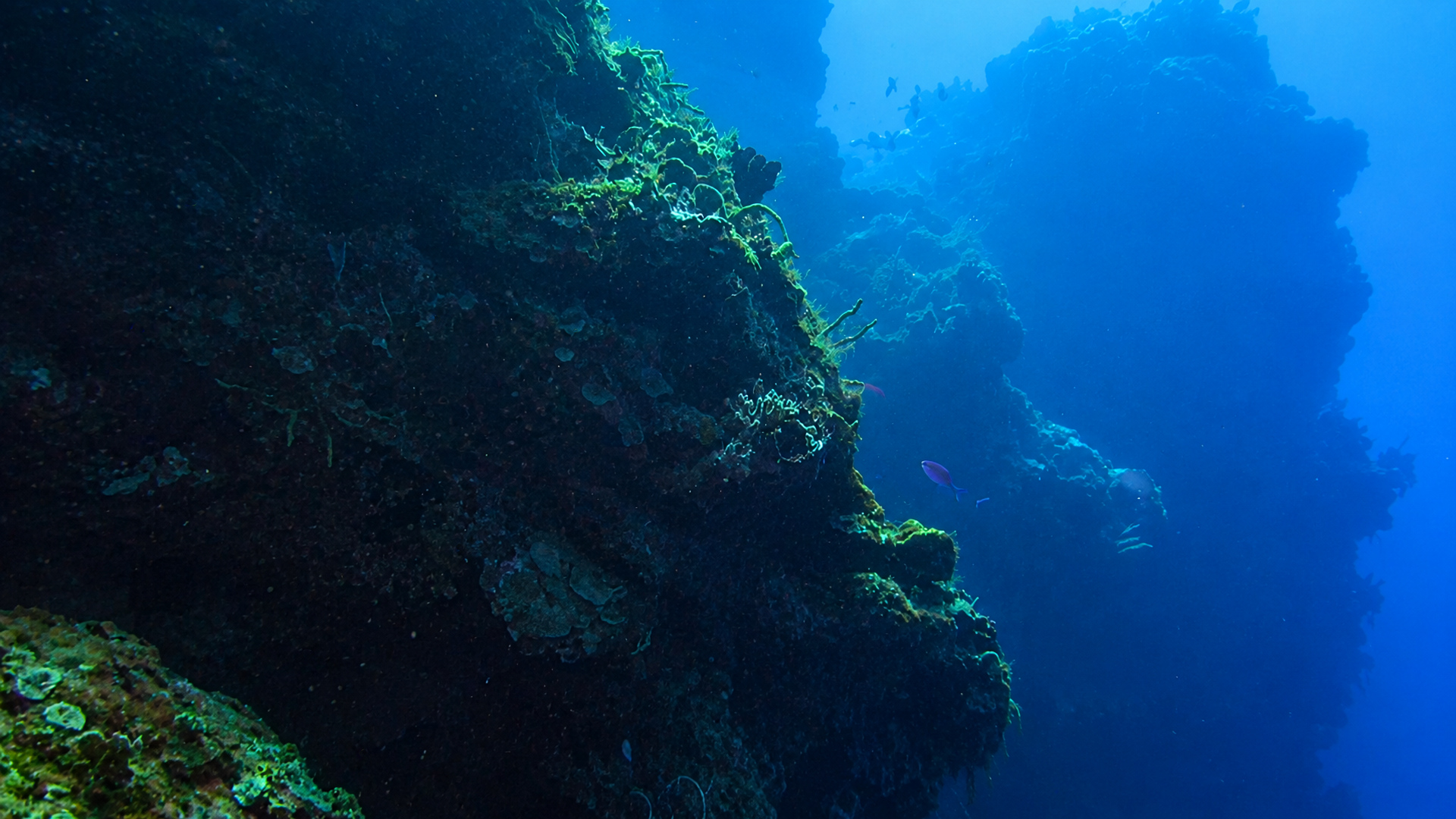 Maracaibo Reef in Cozumel