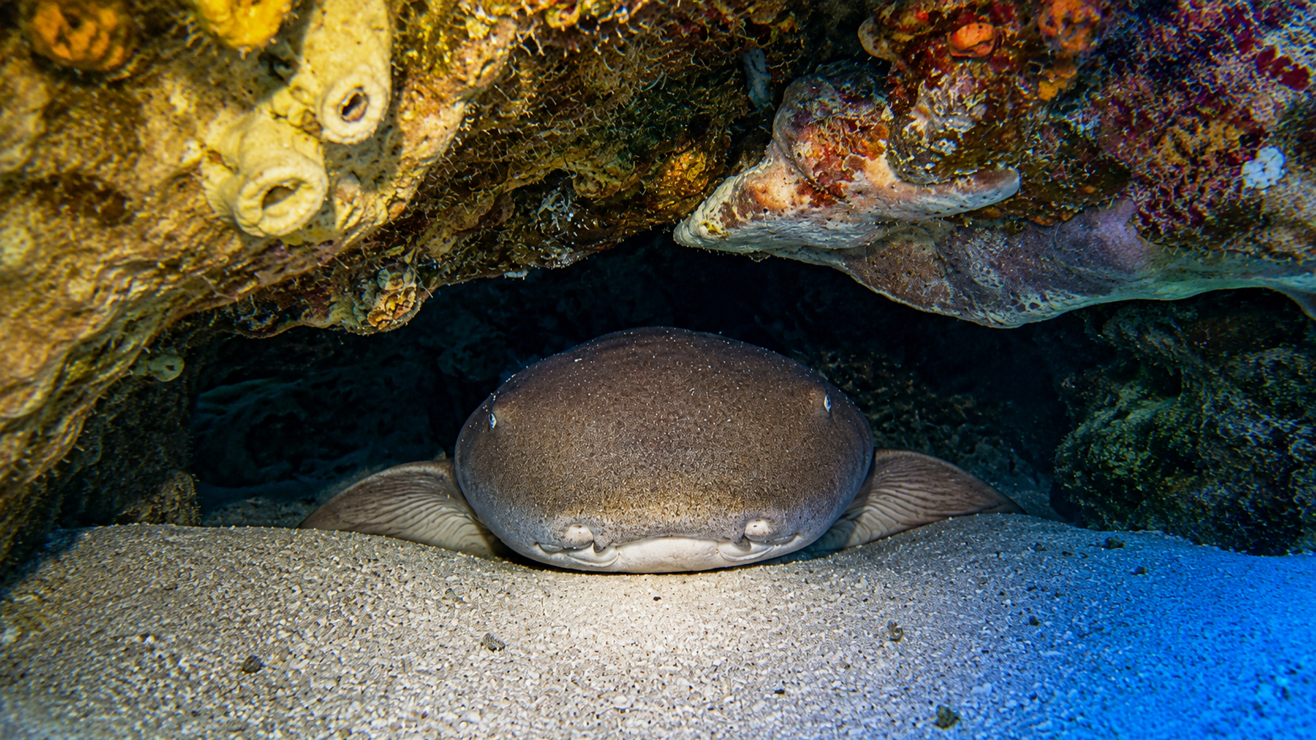 Nurse Shark