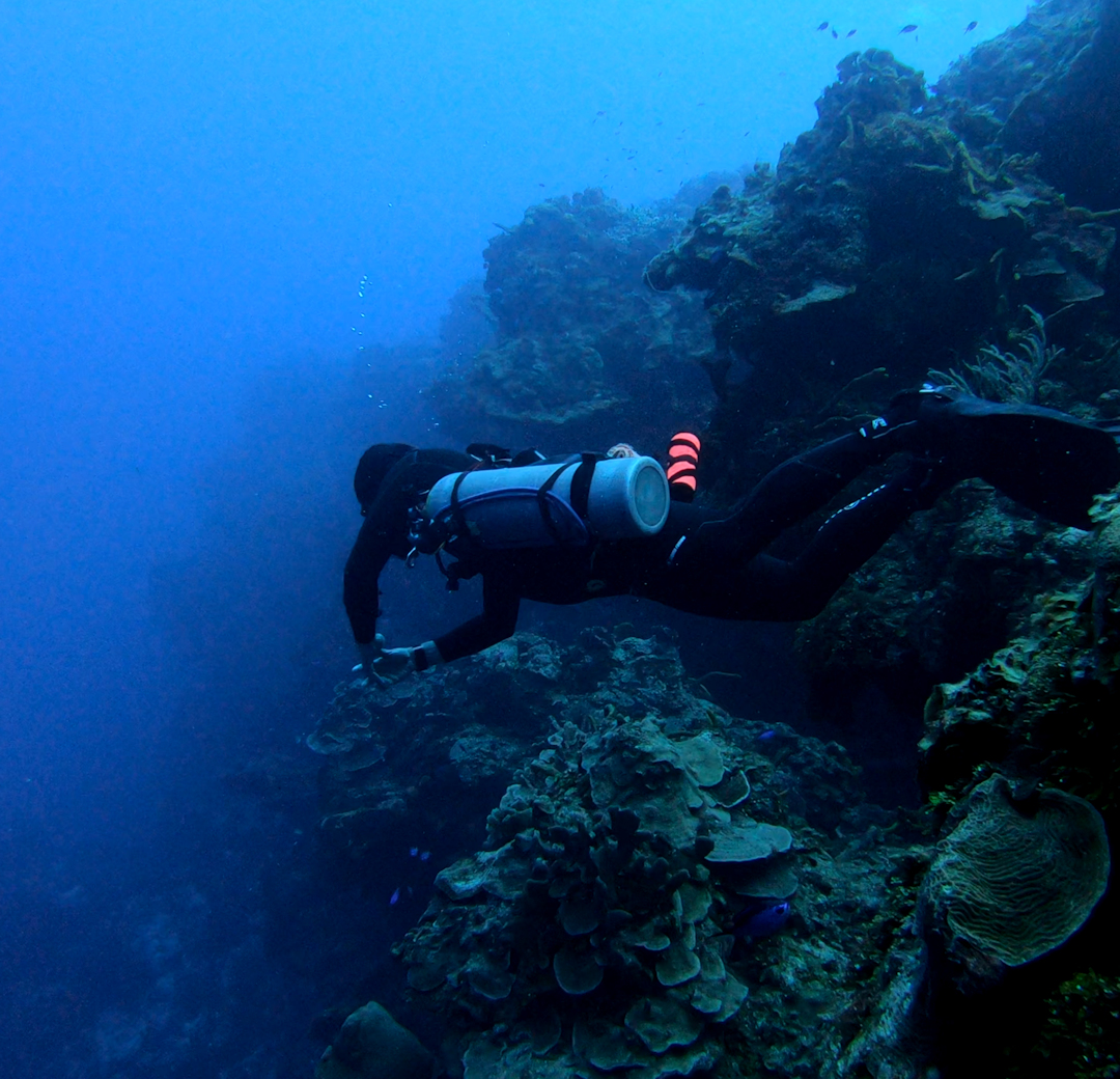Palancar Reefs