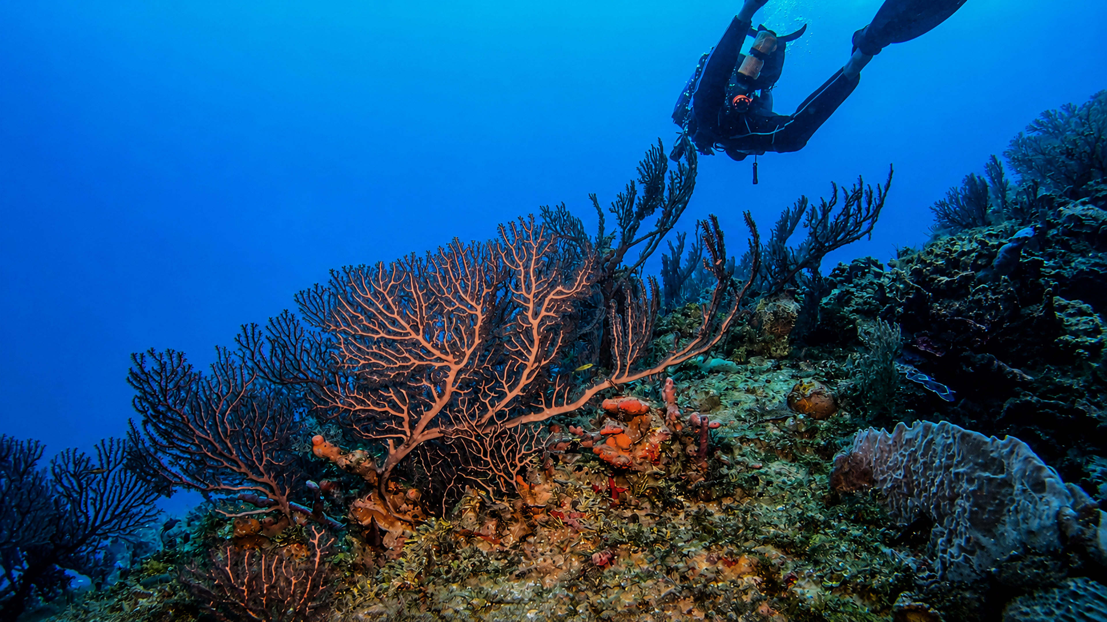 Large sea fans and a diver on a Palancar coral slope