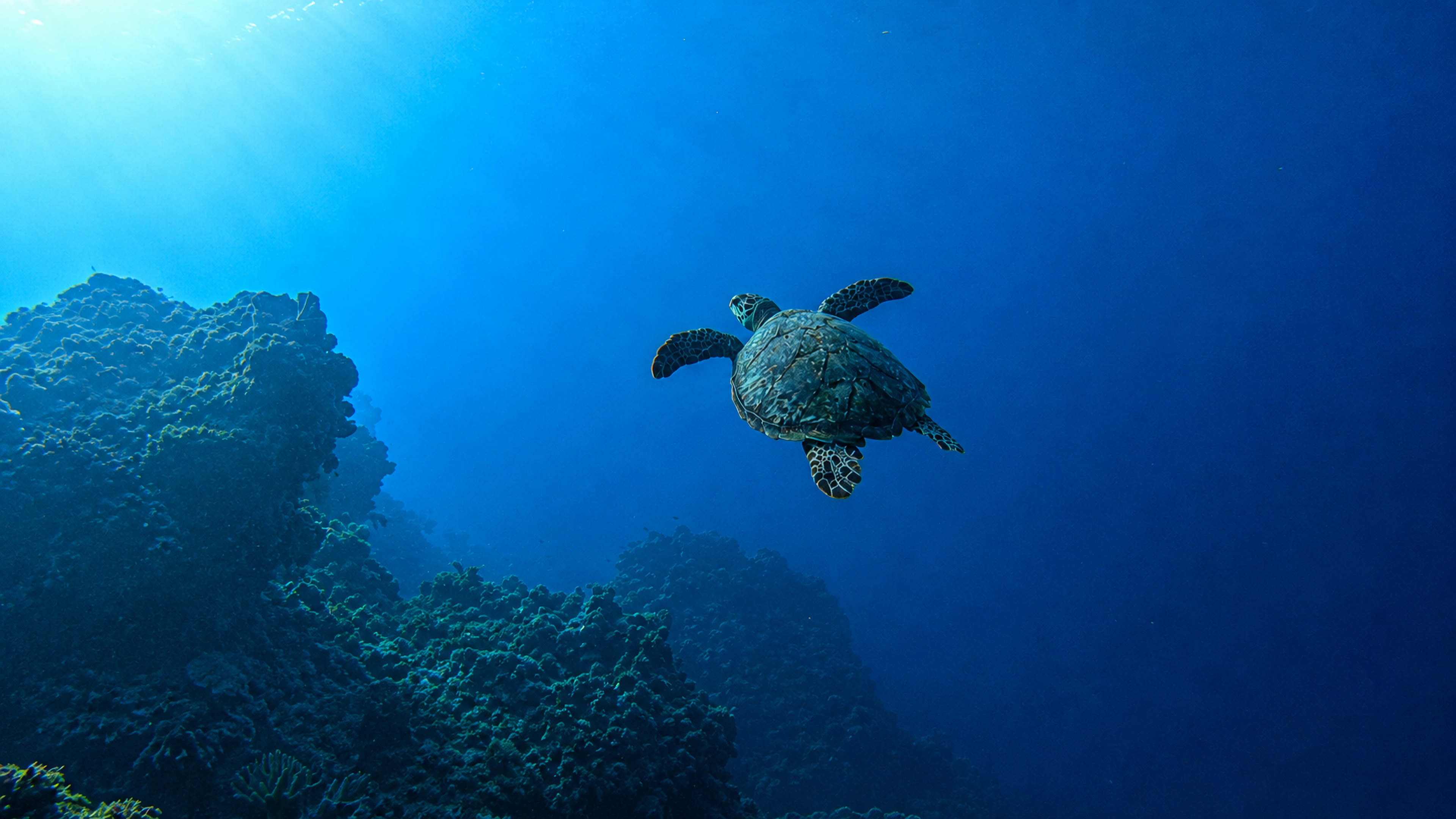 A sea turtle swimming into open blue water above Palancar Reef