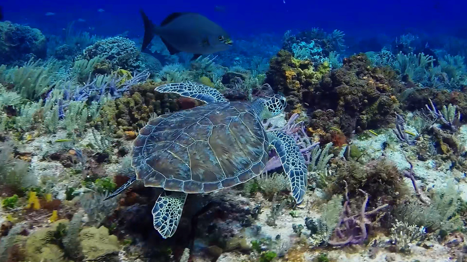Sea turtle on Paso del Cedral reef