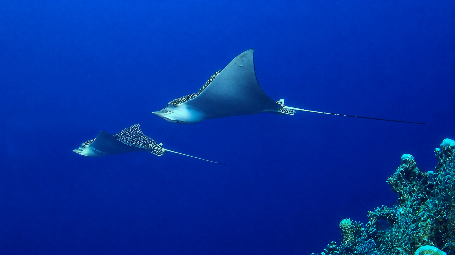 Two eagle rays moving together above the reef edge