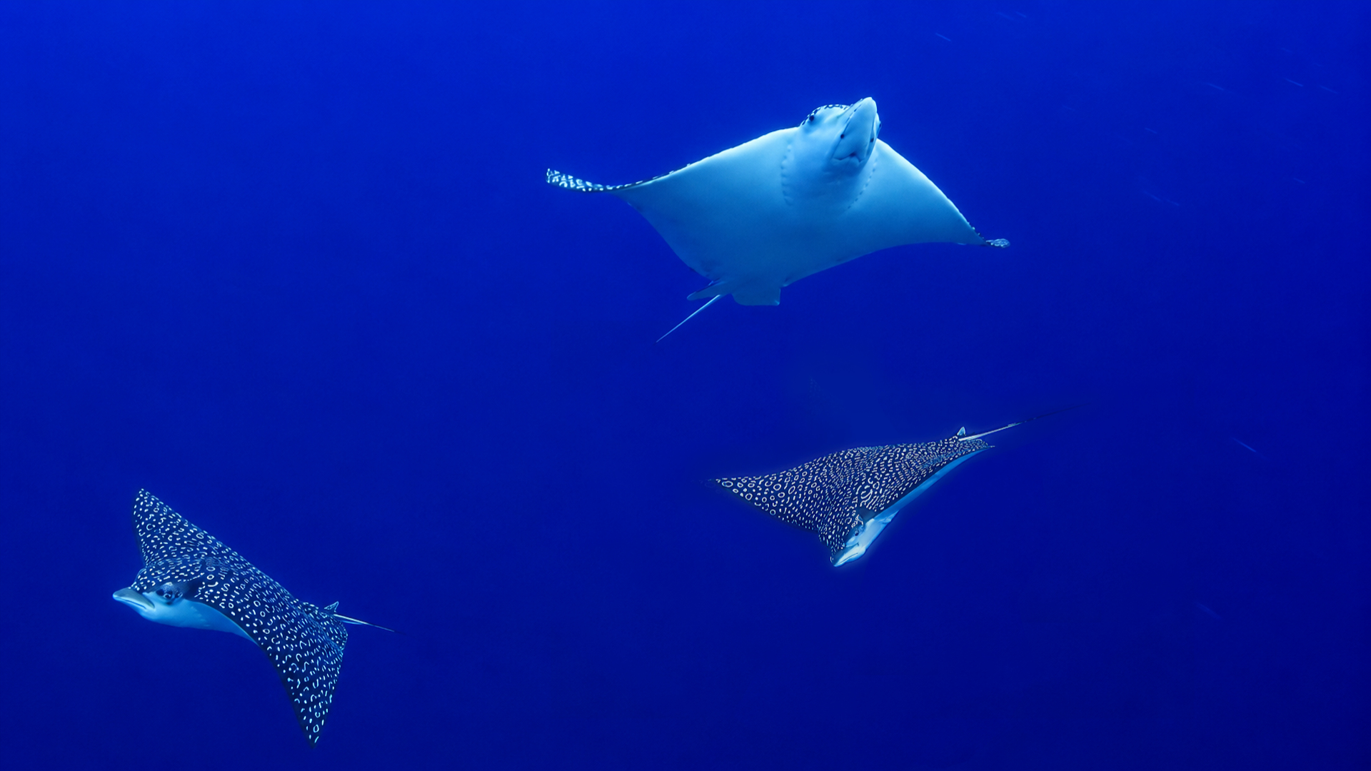 Three eagle rays moving away into blue water