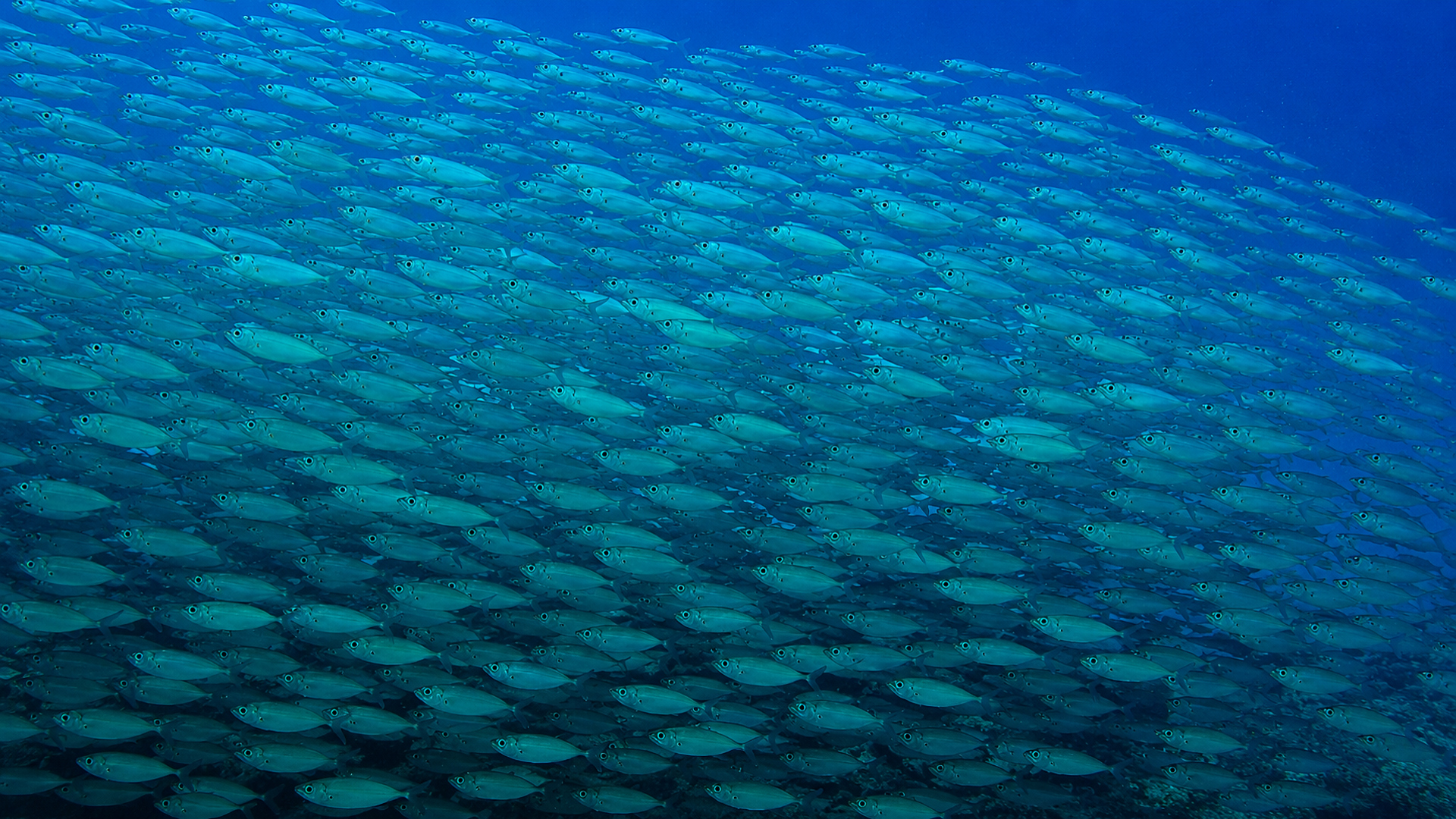 Fish packed tightly together in a blue-water school