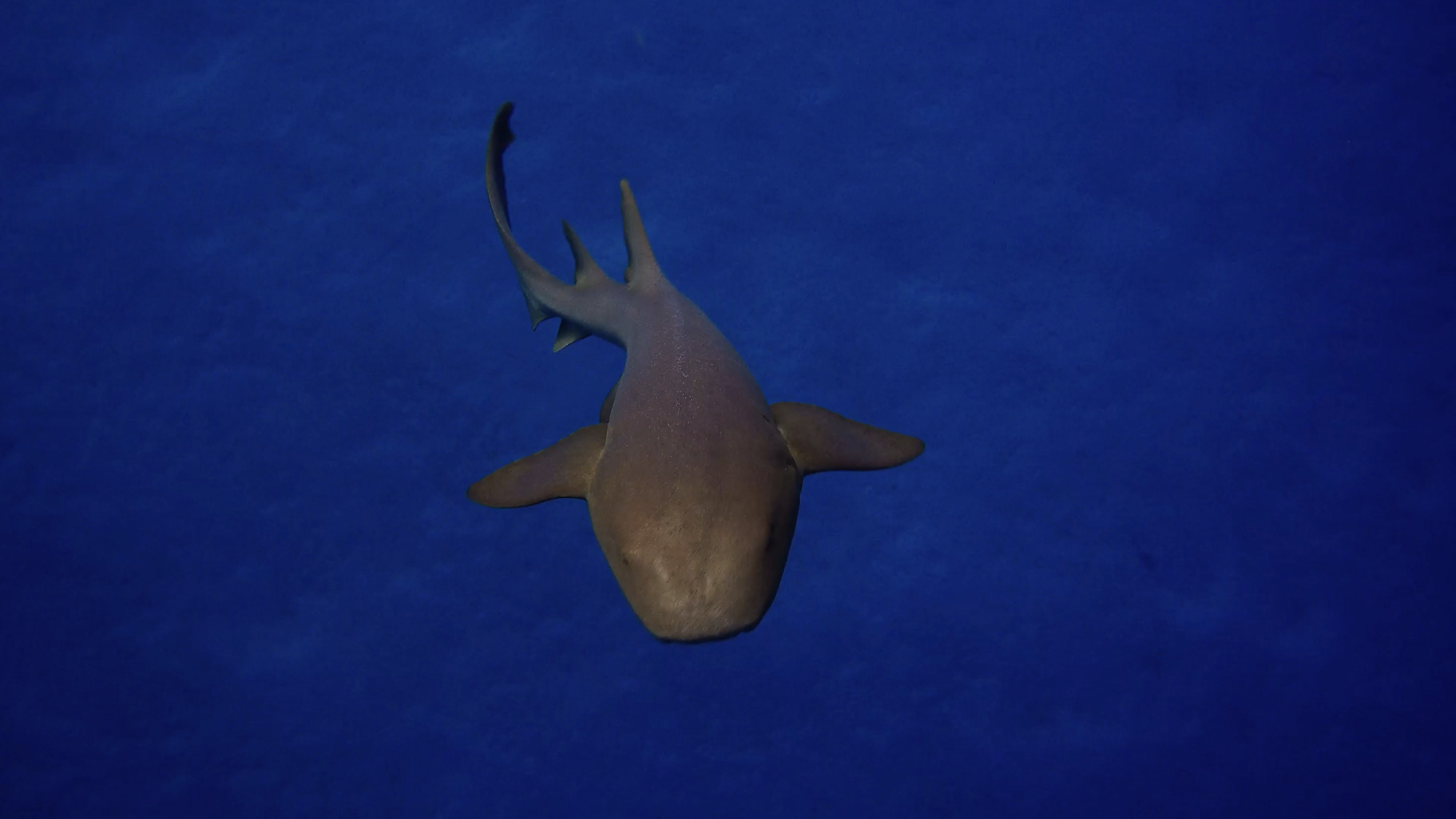 A shark moving along the reef before the close encounter begins