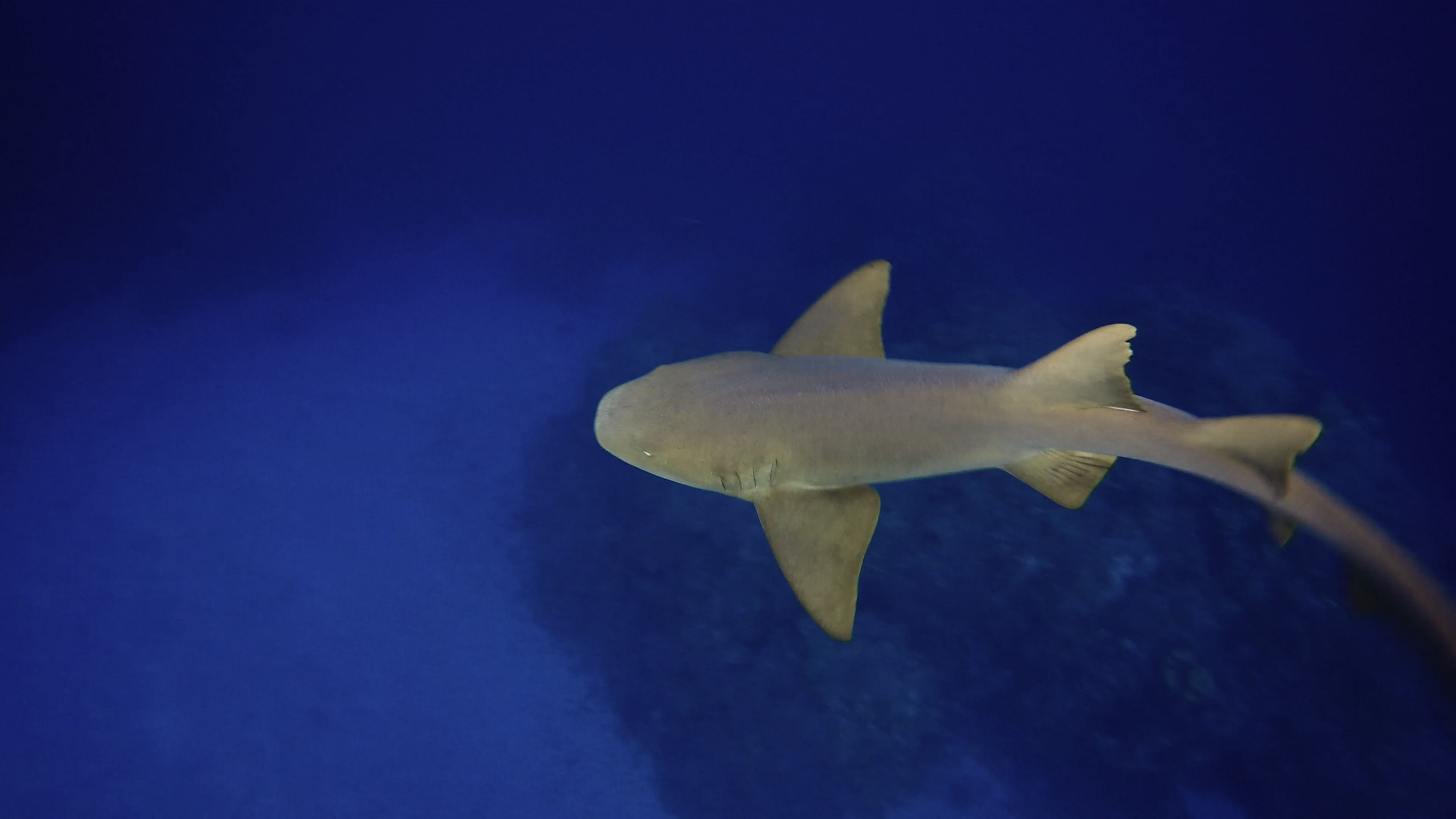 A shark cruising near the reef wall
