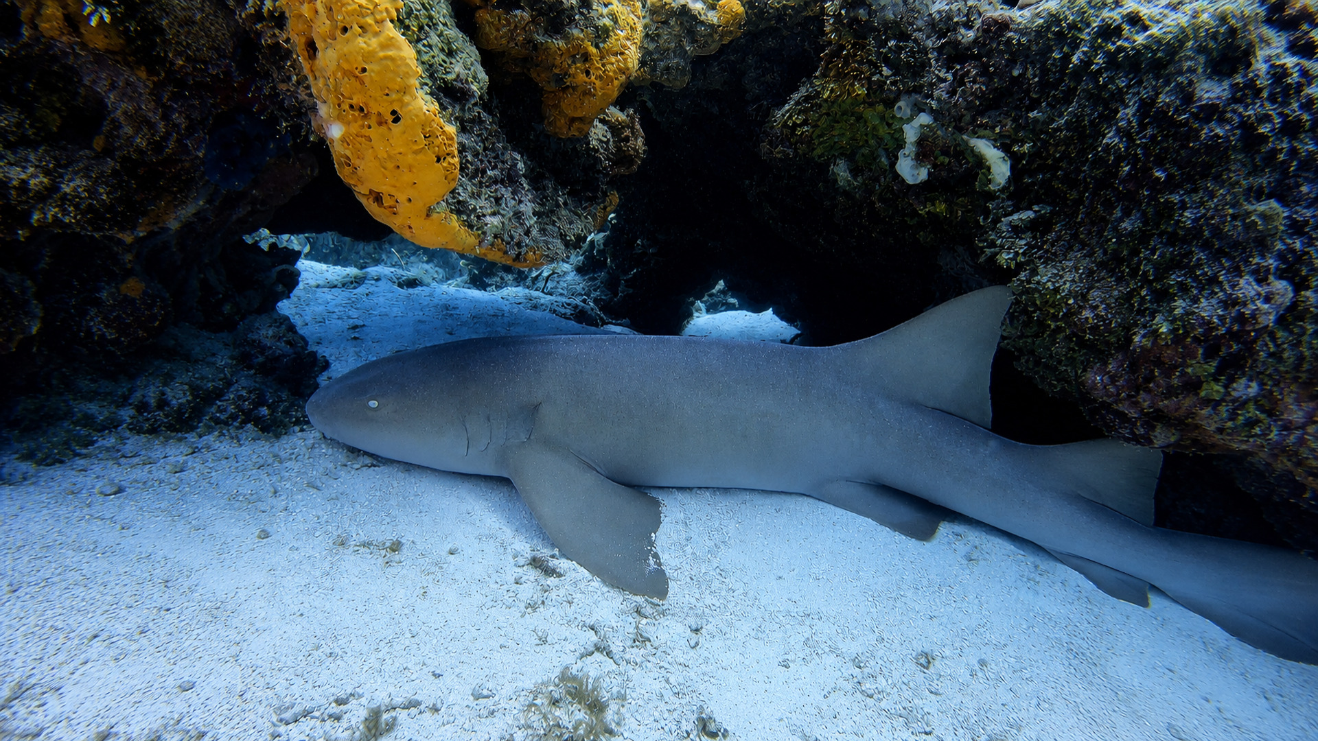 Close view of a nurse shark beside the reef with schooling fish in the background