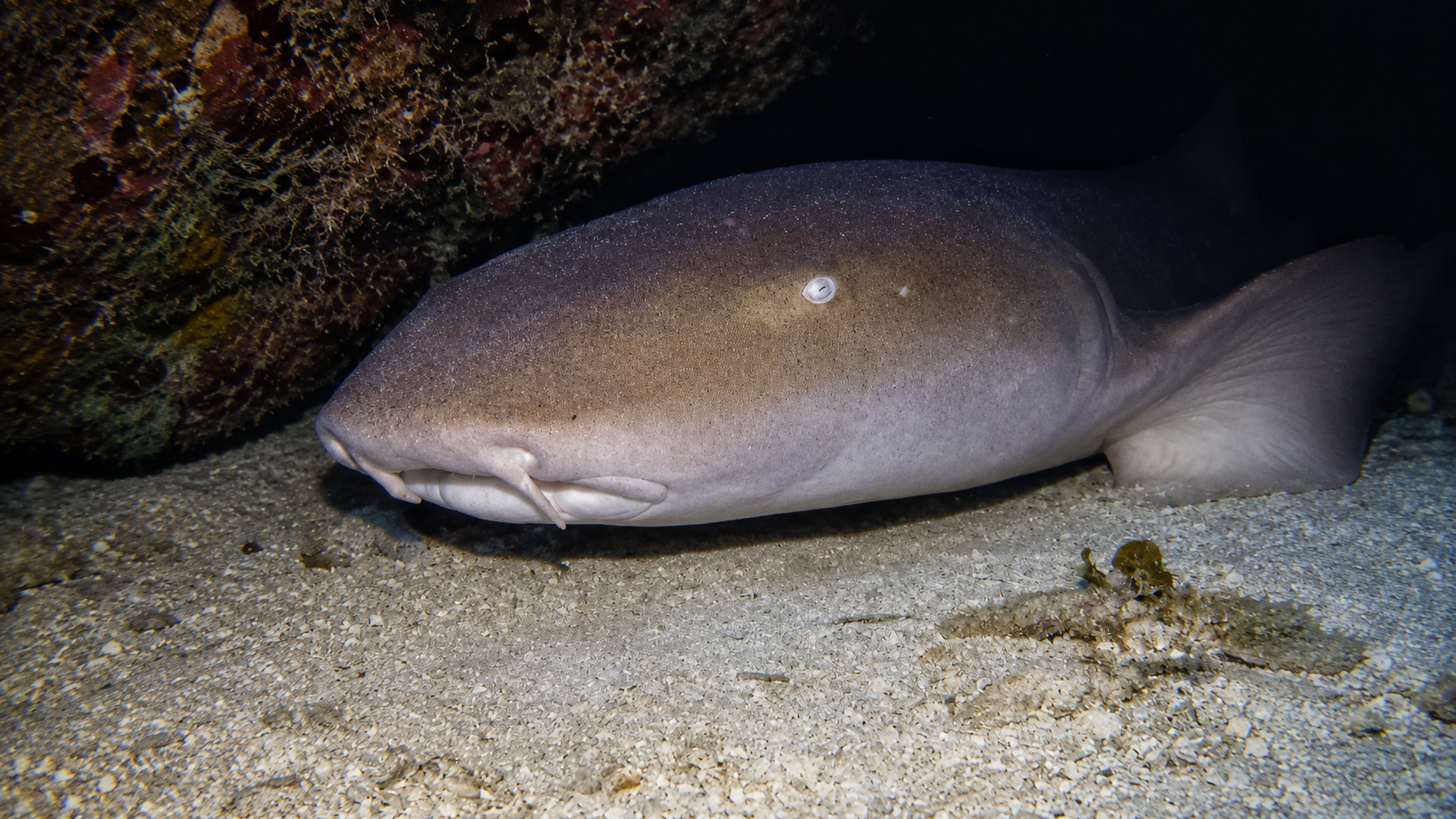 Close portrait of a nurse shark resting on sand