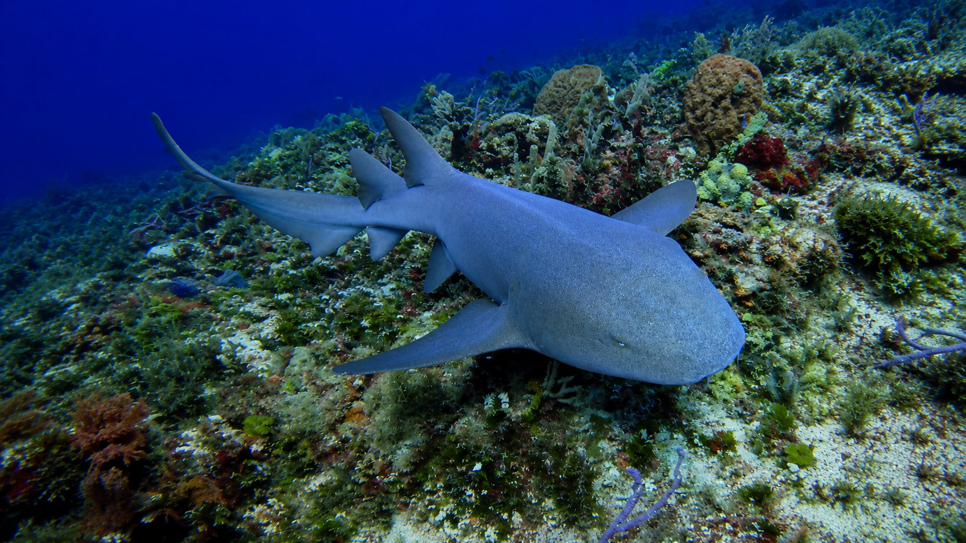 Nurse shark seen from above over reef