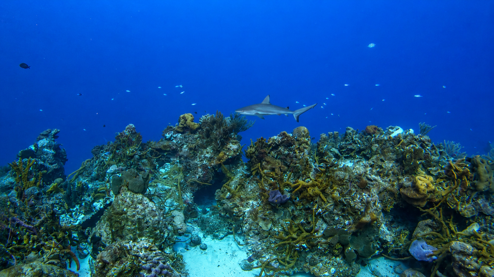 A shark cruising above a colorful Cozumel reef