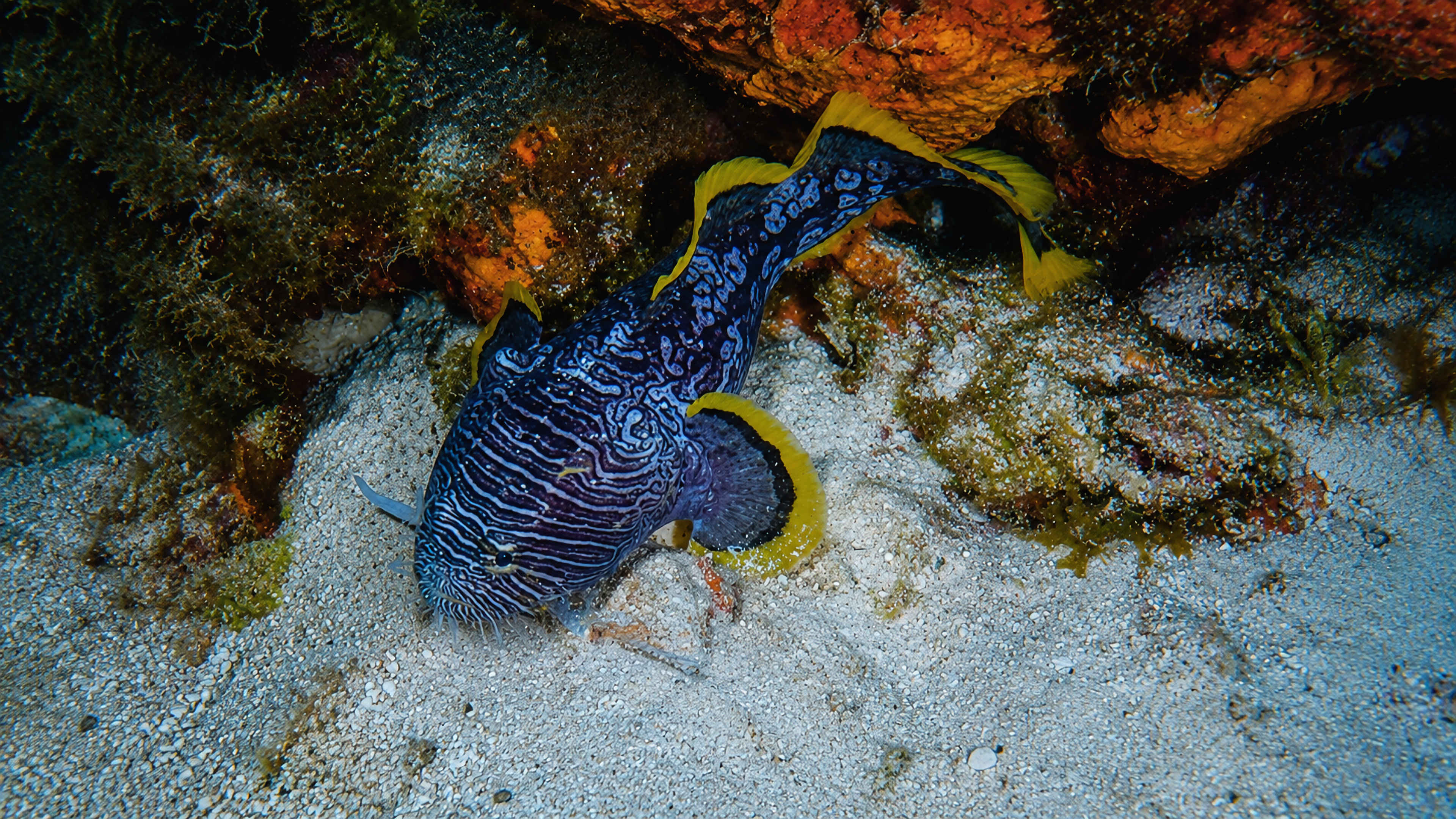 A Splendid Toadfish turning beside a reef shelter