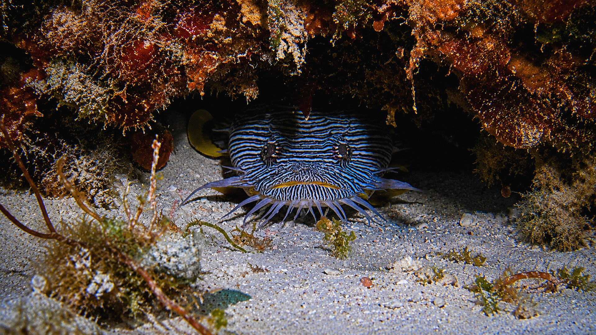 Front view of a Splendid Toadfish deep beneath a ledge
