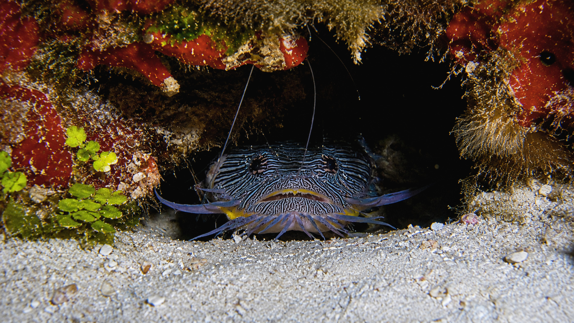 Front view of a Splendid Toadfish watching from its den