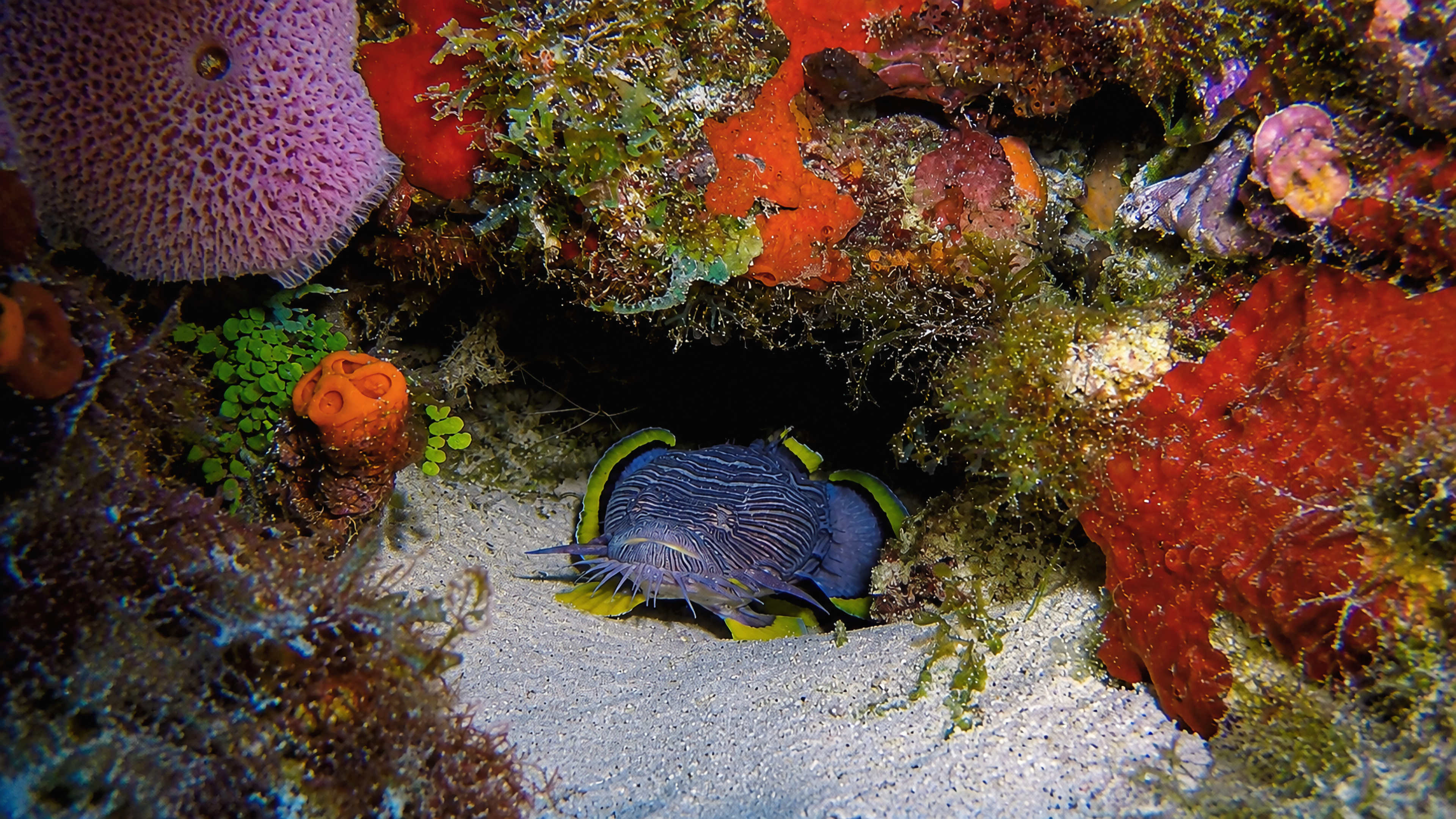A Splendid Toadfish framed by a colorful Cozumel reef opening