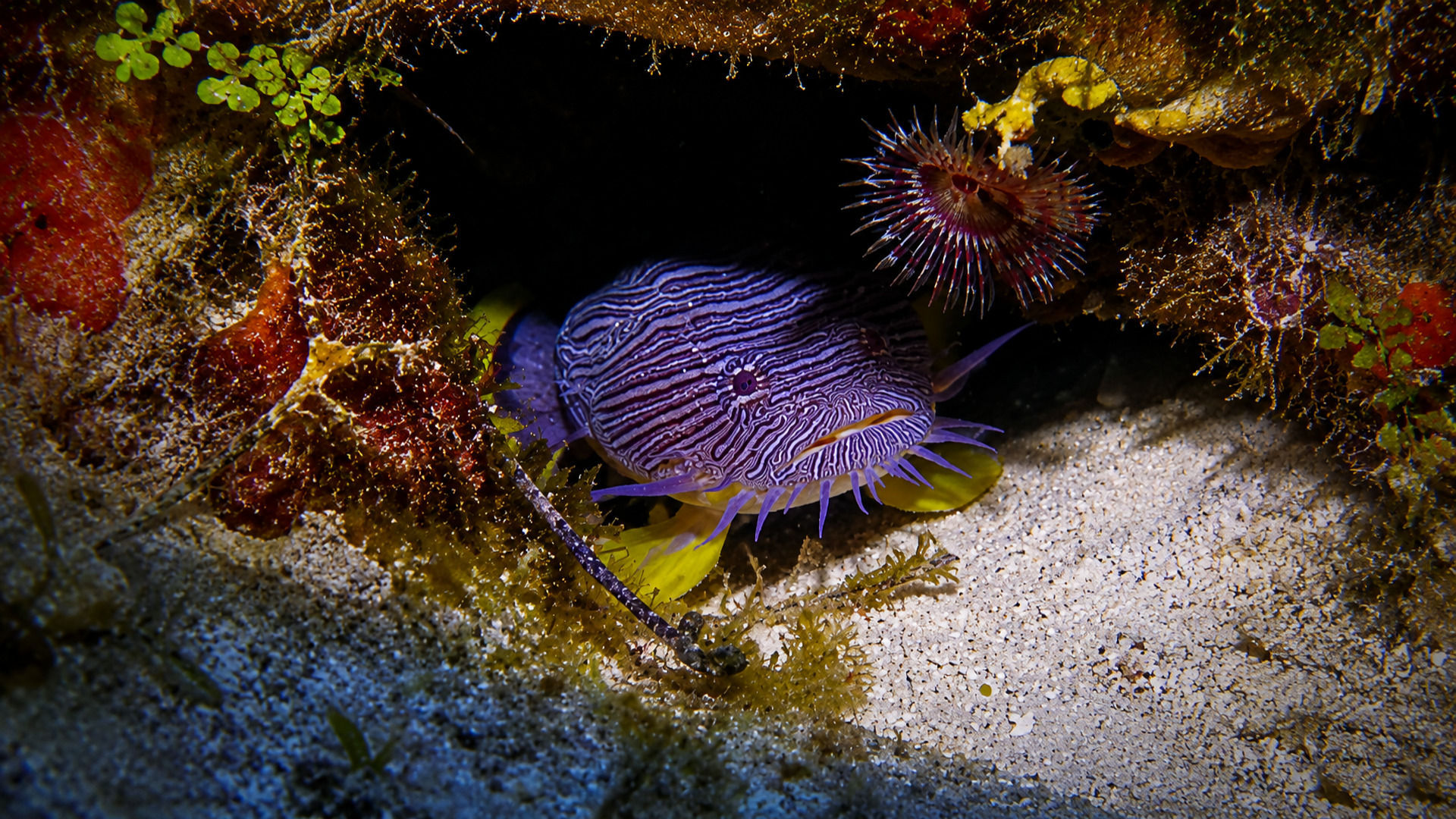 A Splendid Toadfish beside a small feather duster worm