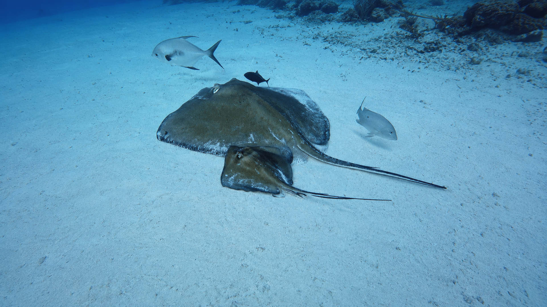 Two stingrays resting together with fish nearby