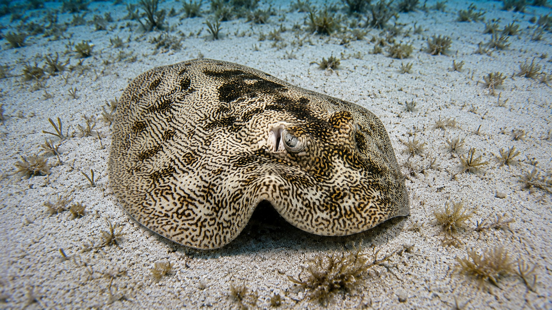 Close view of a camouflaged stingray eye and patterned body