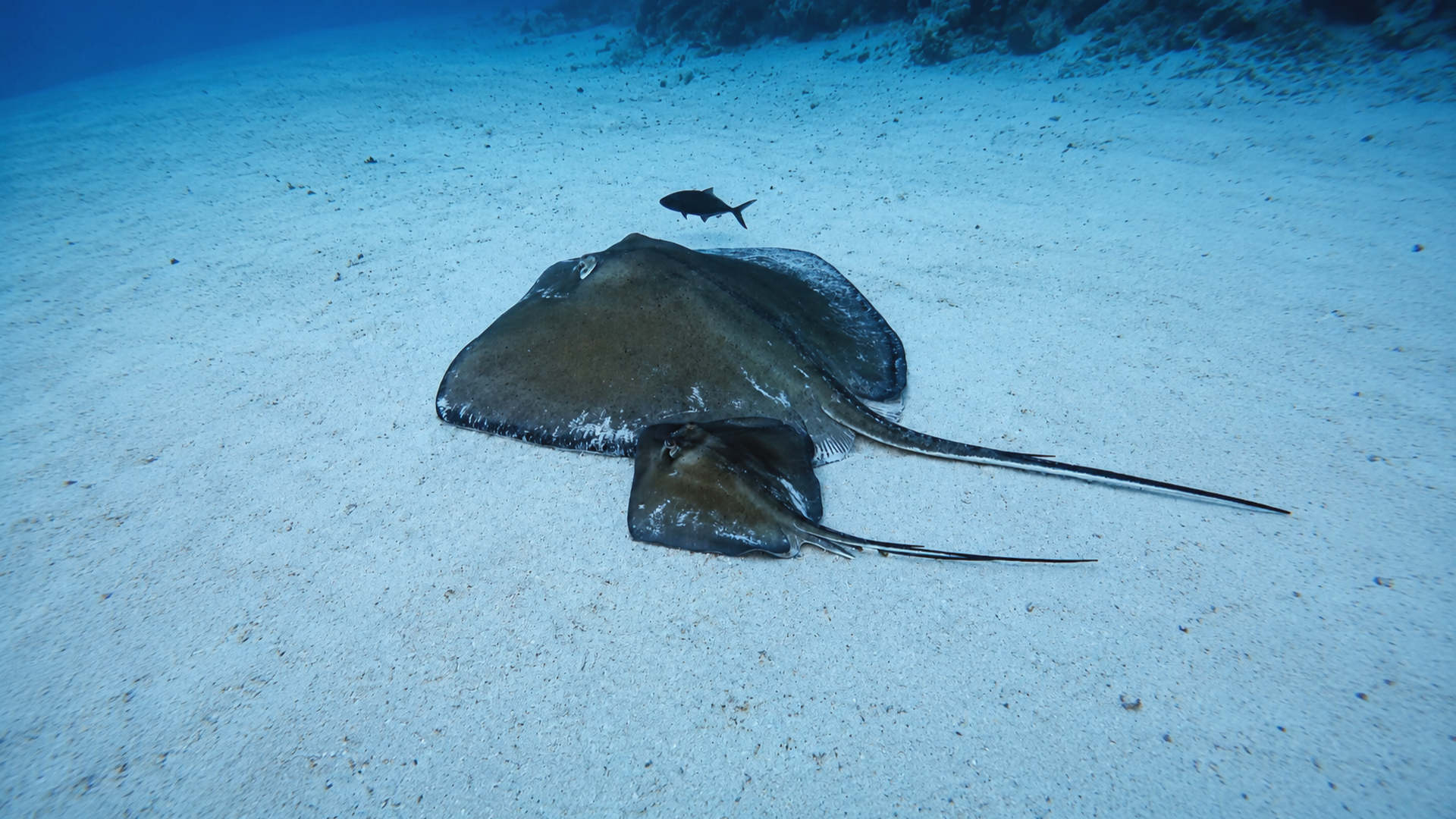 Two stingrays resting on a sandy seafloor