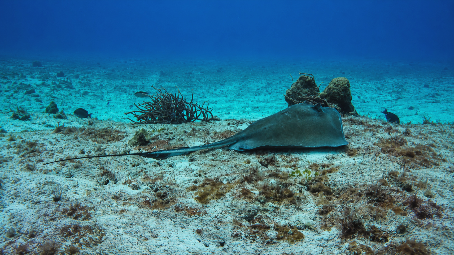 A stingray resting on open sand near reef structure