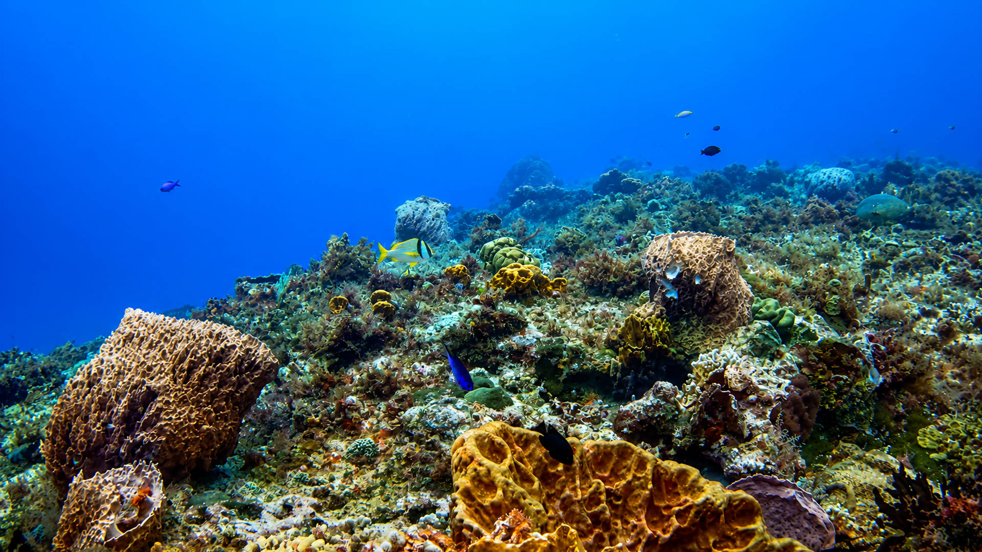 Yucab Reef in Cozumel